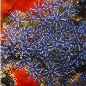 Neville-Coleman-Soft-Coral.jpg