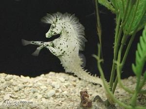 Sea-Horse-3.jpg