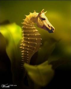 Sea-Horse.jpg