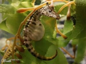 Sea-horse-4.jpg