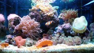 aquarium-marin-5.jpg