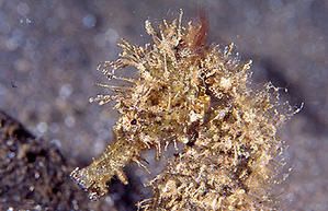 camouflage-hippocampus-kuda-2-copie-1.jpg