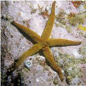 coleman-seastar.jpg