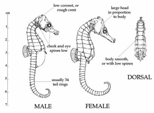 fuscus-descriptif.gif
