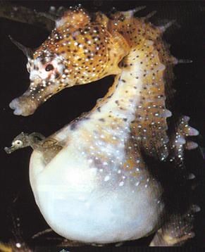 hippo-enceint-breviceps.JPG