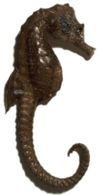 hippocampe-s--ch--.jpg