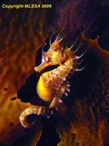 hippocampus-Breviceps.jpg