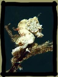 hippocampus-Colemani-2.jpg