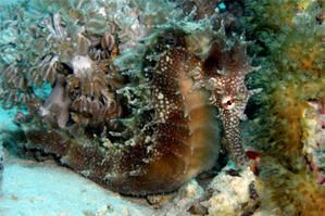 hippocampus-Jayakari.jpg