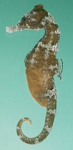 hippocampus-Whitei.jpg