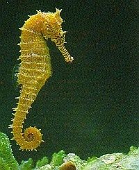 hippocampus-angustus.jpg
