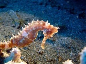 hippocampus-barbouri-3.jpg