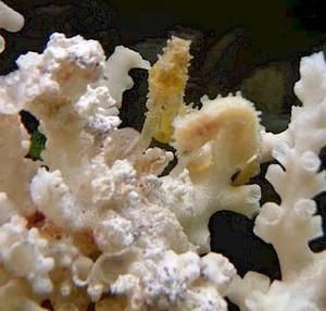 hippocampus-barbouri-4.jpg