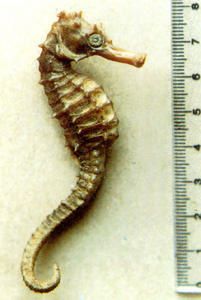hippocampus-borboniensis.jpg
