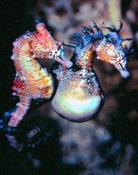 hippocampus-breviceps-2.jpg