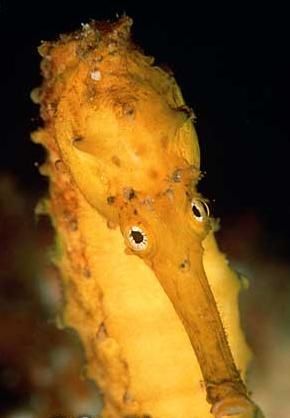 hippocampus-comes-2.jpg