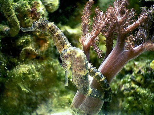 hippocampus-comes-4.jpg