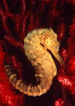 hippocampus-comes-5.JPG
