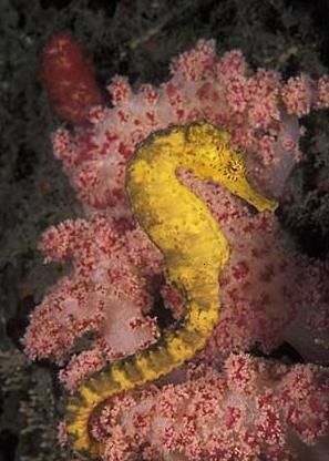 hippocampus-comes.jpg