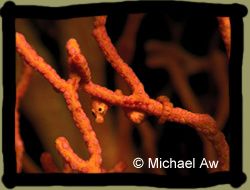 hippocampus-denise-5.jpg