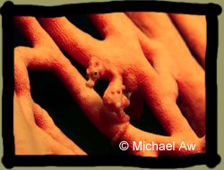 hippocampus-denise-6.jpg