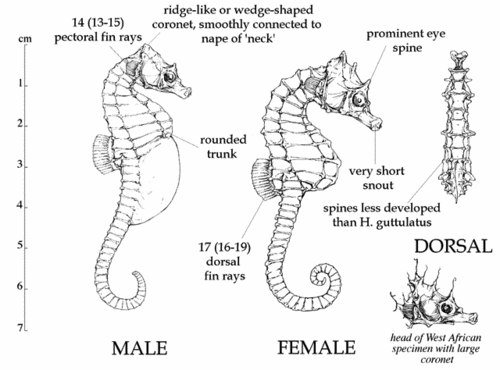 hippocampus-descriptif-copie-1.gif