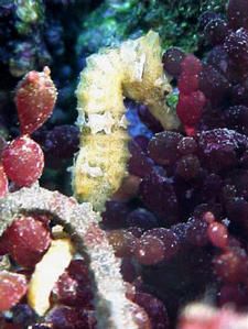hippocampus-erectus-or--o-2.jpg