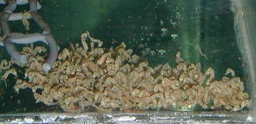 hippocampus-fuscus.jpg