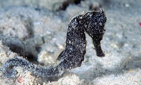 hippocampus-fuscus3.JPG
