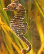 hippocampus-hippocampus-3.jpg