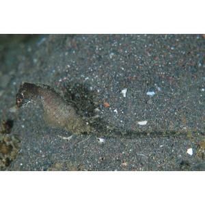 hippocampus-mohnikei-2-copie-2.jpg