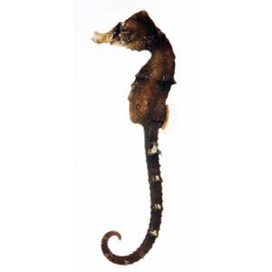 hippocampus-mohnikei-4.jpg