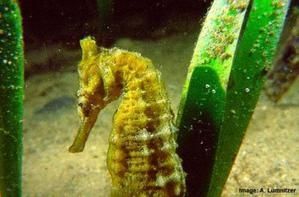 hippocampus-whitei-2.jpg