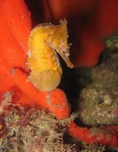 hippocampus-whitei-3.jpg