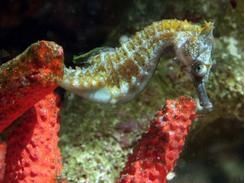 hippocampus-whitei-5.jpg