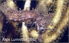 hippocampus-whitei-6.jpg
