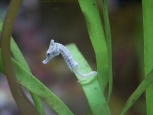 hippocampus-zosterae-1.jpg