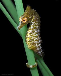 hippocampus-zosterae-2.jpg