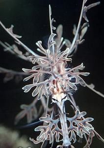 phycodurus-eques-1.JPG