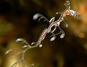 phycodurus-eques-3.JPG