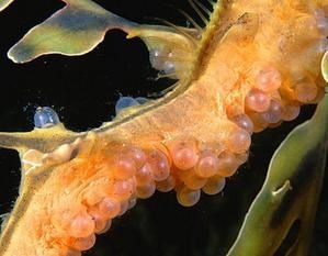 phycodurus-eques-4.JPG