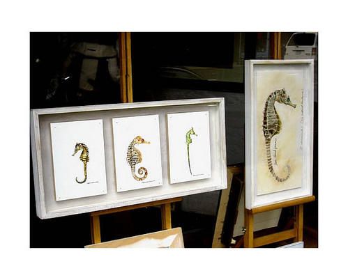 Richardson.-plp_seahorse7.jpg