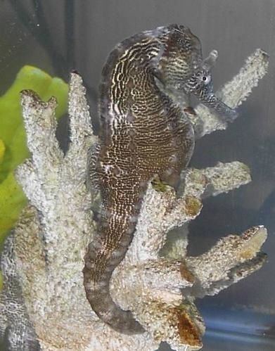 Seahorse-unicorn.jpg