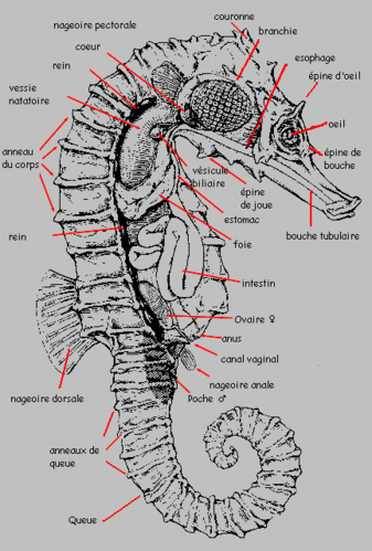 biologie de l'hippocampe - Le blog de Pim's