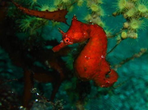 hippocampus-coronatus-3.jpg