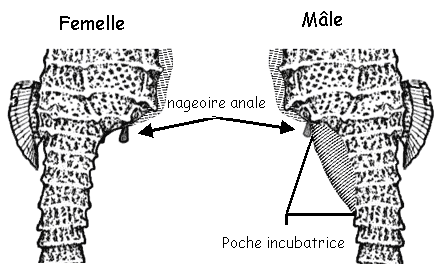 seahorse-male-female.gif