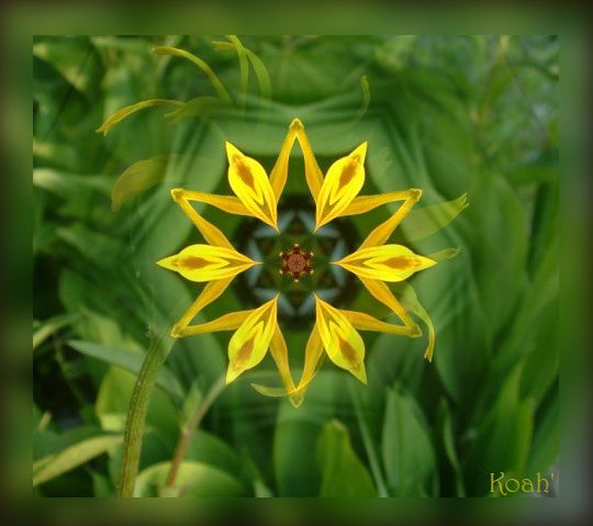 Mandala-fleur.jpg