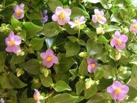 Fleur-blog.jpg