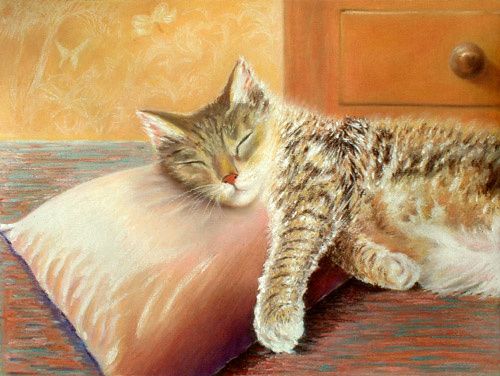 chat endormi