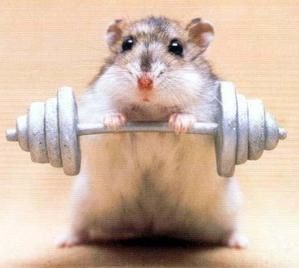 Debutant-musculation.jpg